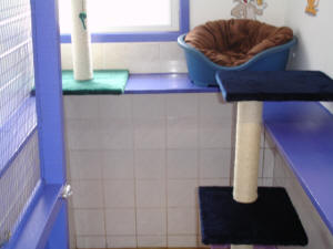 cattery