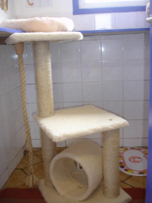 cattery